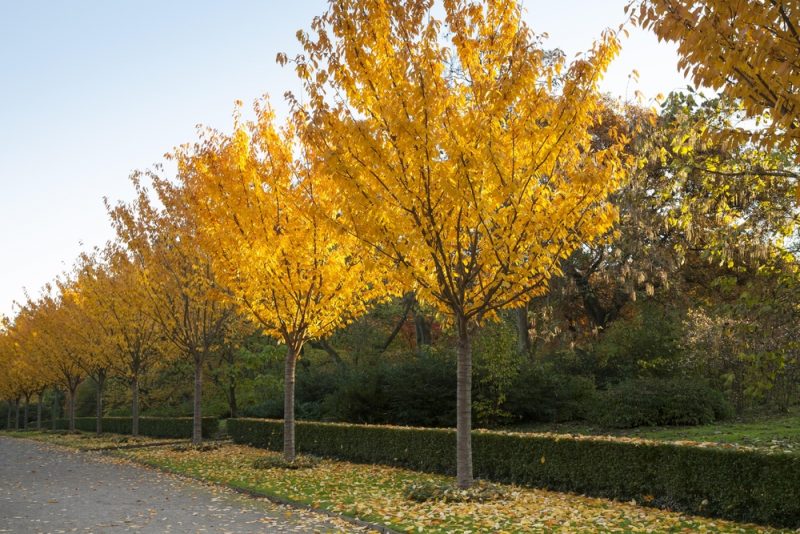Rombergpark Dortmund im Herbst