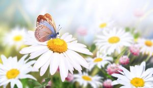 Schmetterling auf Wildblumen