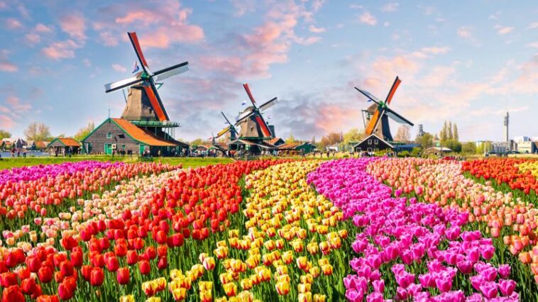 Tulpenfelder in den Niederlanden