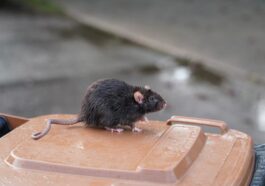 Ratte auf einer Mülltonne