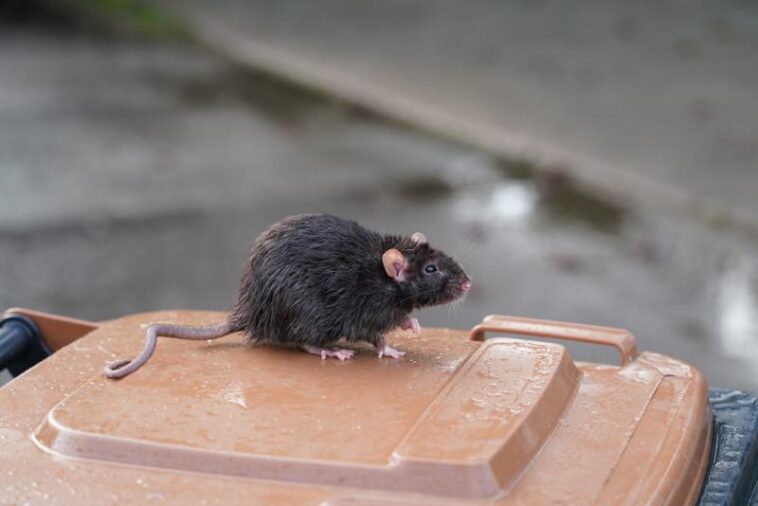 Ratte auf einer Mülltonne