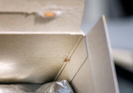 Lebensmittelmotte in einer Verpackung