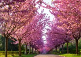 Eine wunderschöne Allee im Rombergpark in Dortmund