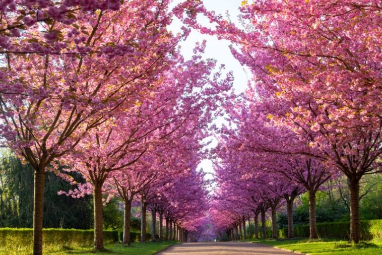 Eine wunderschöne Allee im Rombergpark in Dortmund