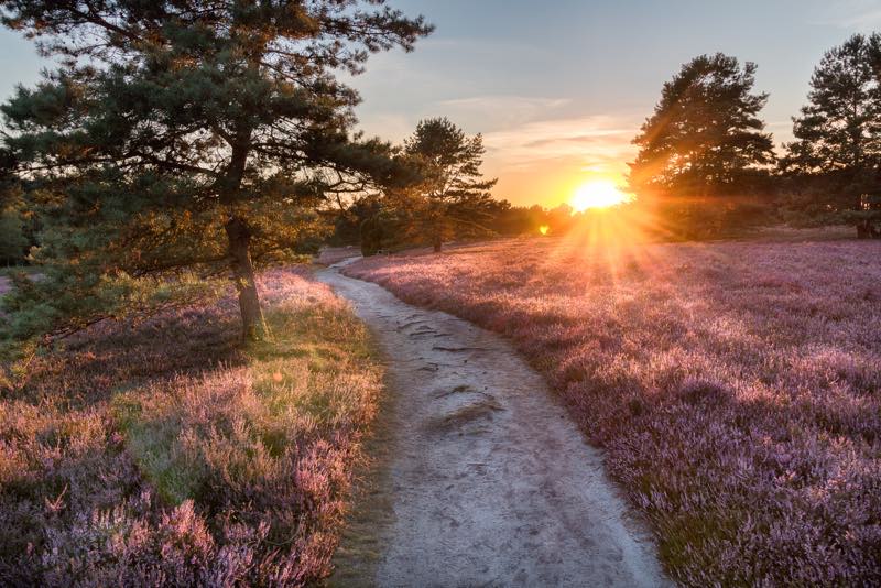 Sonnenuntergang Lüneburger Heide