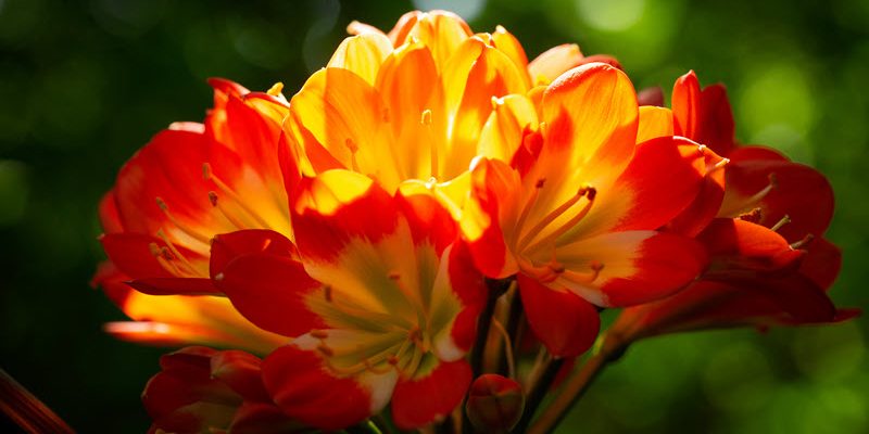 Vorgestellt: die Clivia